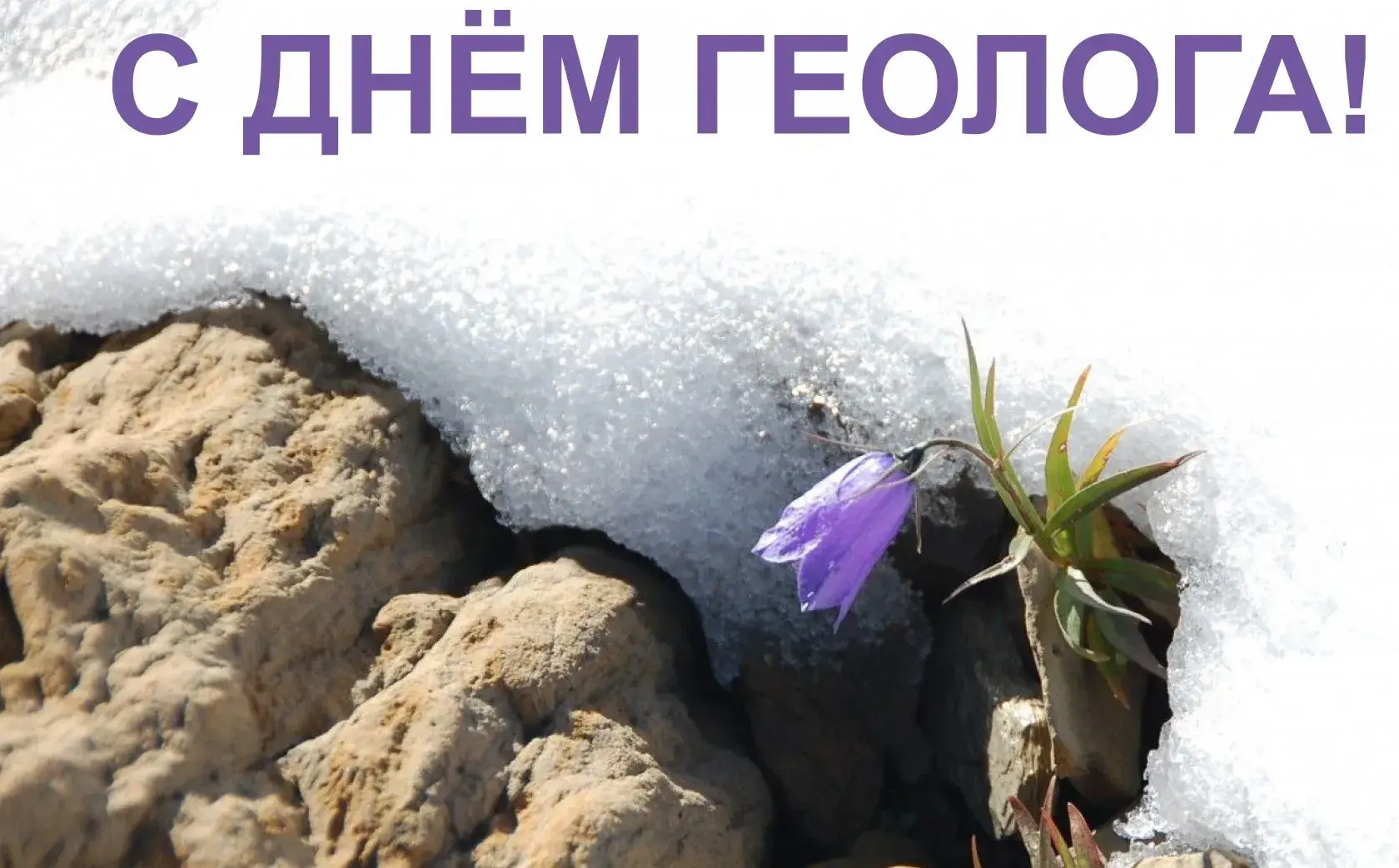 Открытка День геолога - Подснежник на снегу: весенняя открытка | Красивая открытка #61