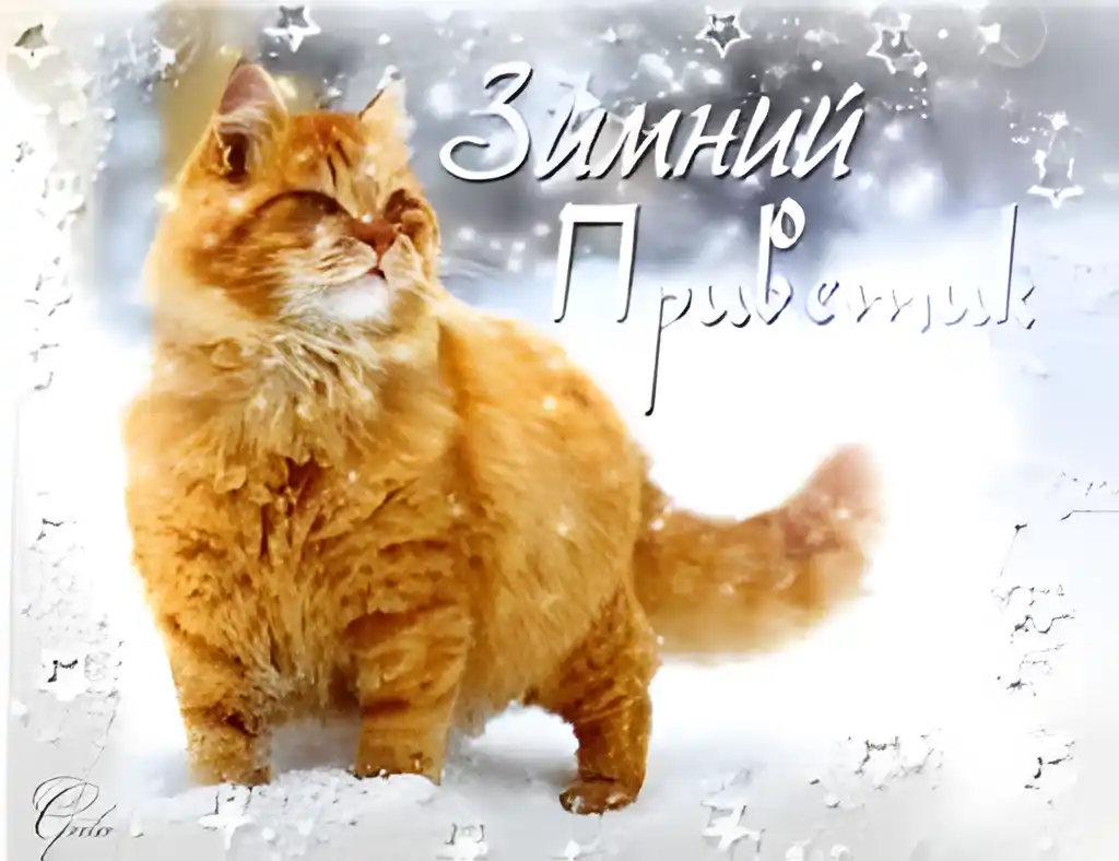 Открытка Открытки зимняя пора - Рыжий кот в снегу: Поздравление с Новым годом! | Красивая открытка #190