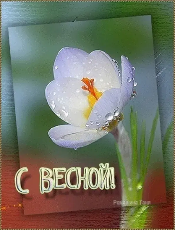 Открытка С первым днём весны - Весенний цветок: открытка с подснежником и каплями росы | Красивая открытка #47