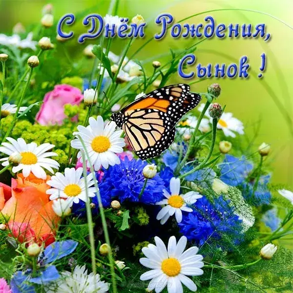 Открытка С днем рождения для сына - Полевые цветы, ромашки, васильки, лютик, бабочка | Красивая открытка #43