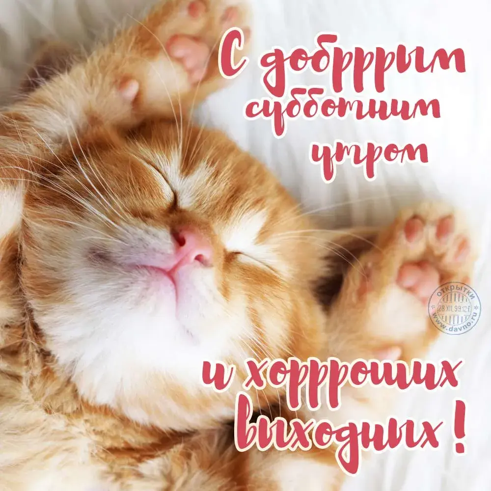Открытка открытки с добрым утром - Открытка с котенком: Милая кошка с днем рождения | Красивая открытка #131