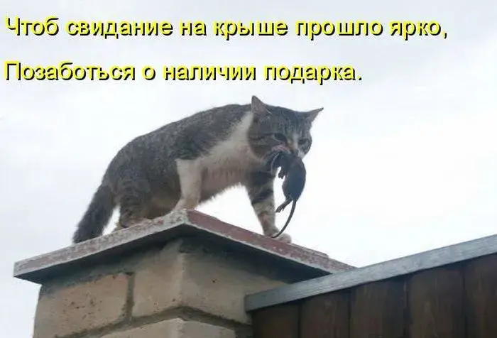 Открытка Прикольные открытки с животными - Кот на крыше с мышью: смешная открытка | Красивая открытка #22