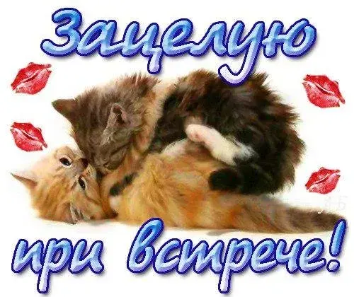 Открытка Я по тебе скучаю - Две кошки обнимаются: милая открытка с котятами | Красивая открытка #6
