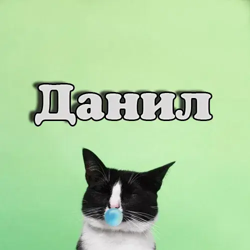 Открытка Открытки с именем Даниил/Данил - Забавная открытка с котенком и жевательной резинкой | Красивая открытка #63