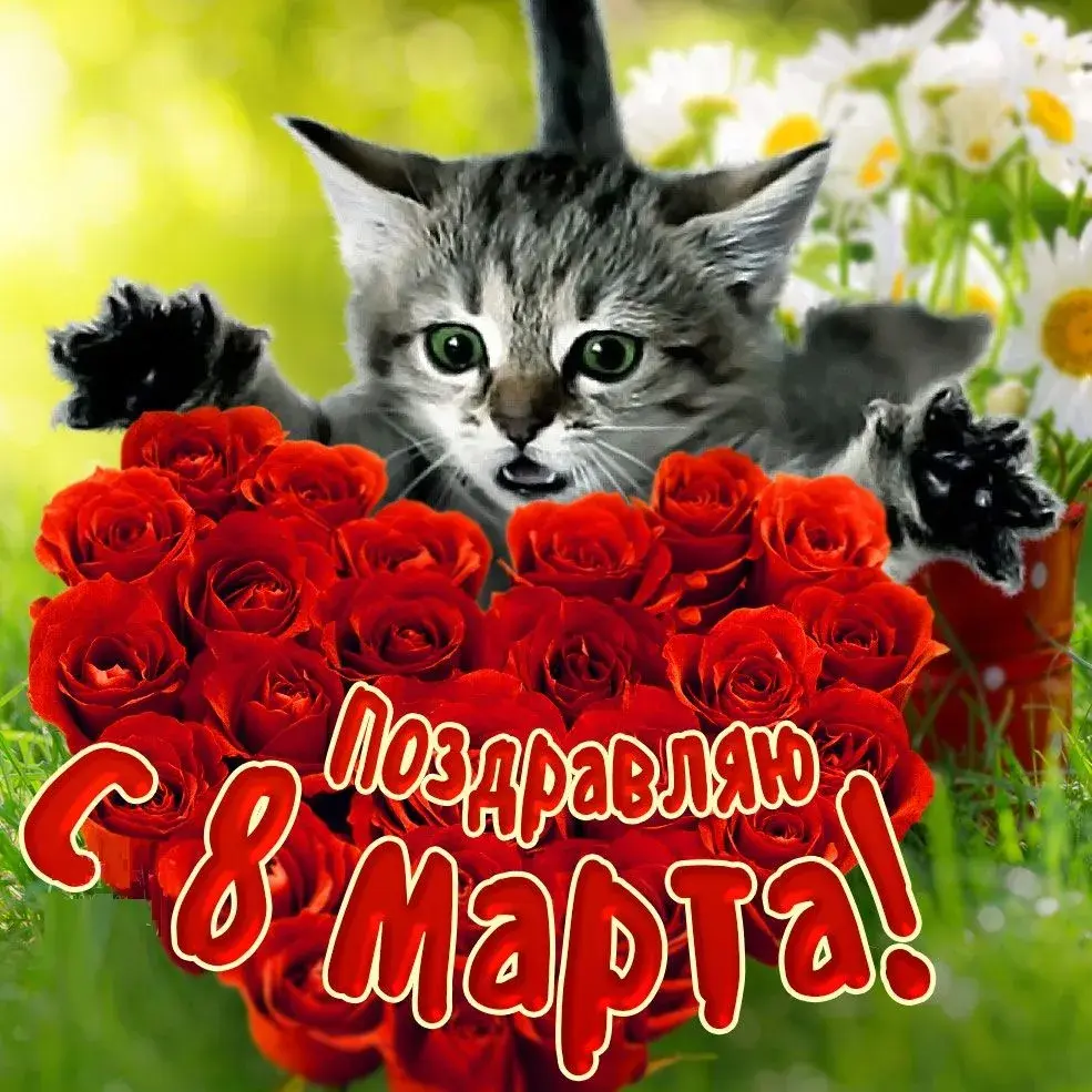 Открытка 8 марта - Открытка: Кот с розами и ромашками | Красивая открытка #461