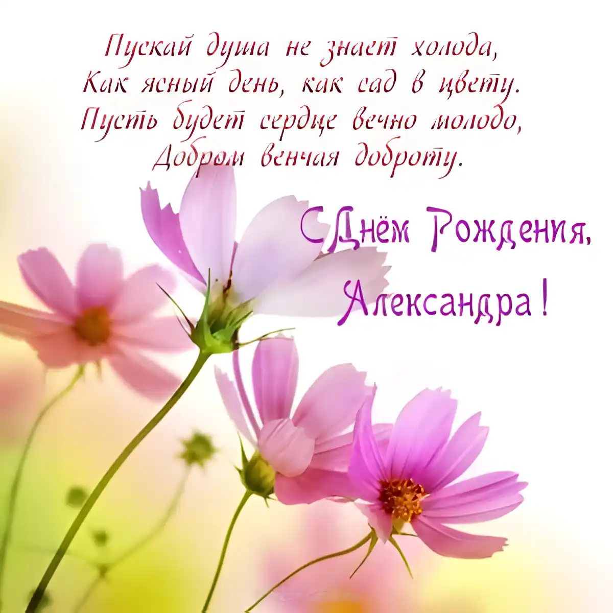 Открытка Открытки с именем Александра - Открытка с фиалками: День рождения, поздравления | Красивая открытка #134