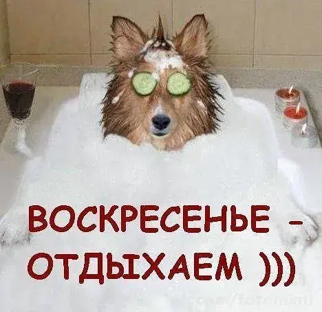 Открытка Открытки на воскресенье - Собака в ванной с огурцами и свечами | Красивая открытка #87