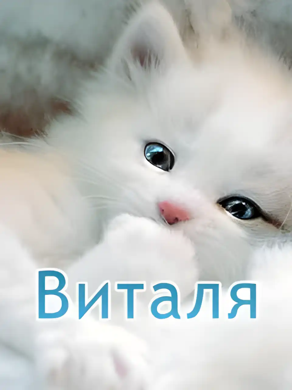 Открытка открытки с именем Виталий - Милый котенок на открытке: милые поздравления | Красивая открытка #168
