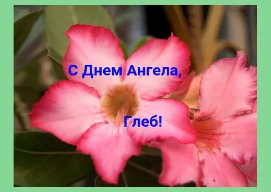Открытка открытки с именем Глеб - Розовый цветок адениума с надписью "С Днем" | Красивая открытка #129
